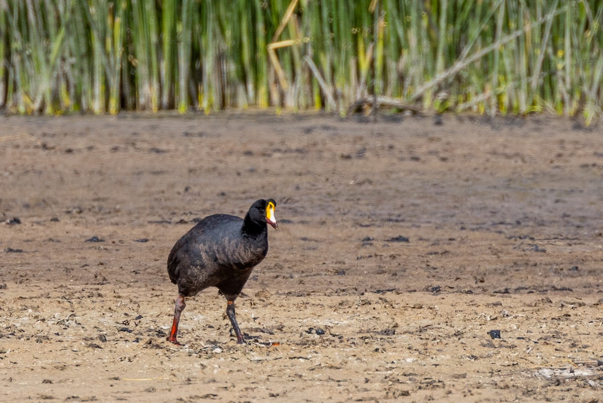 Giant Coot - ML614967280