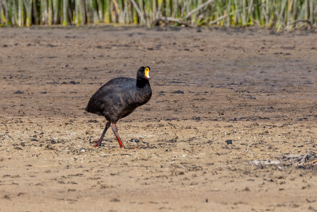 Giant Coot - ML614967281
