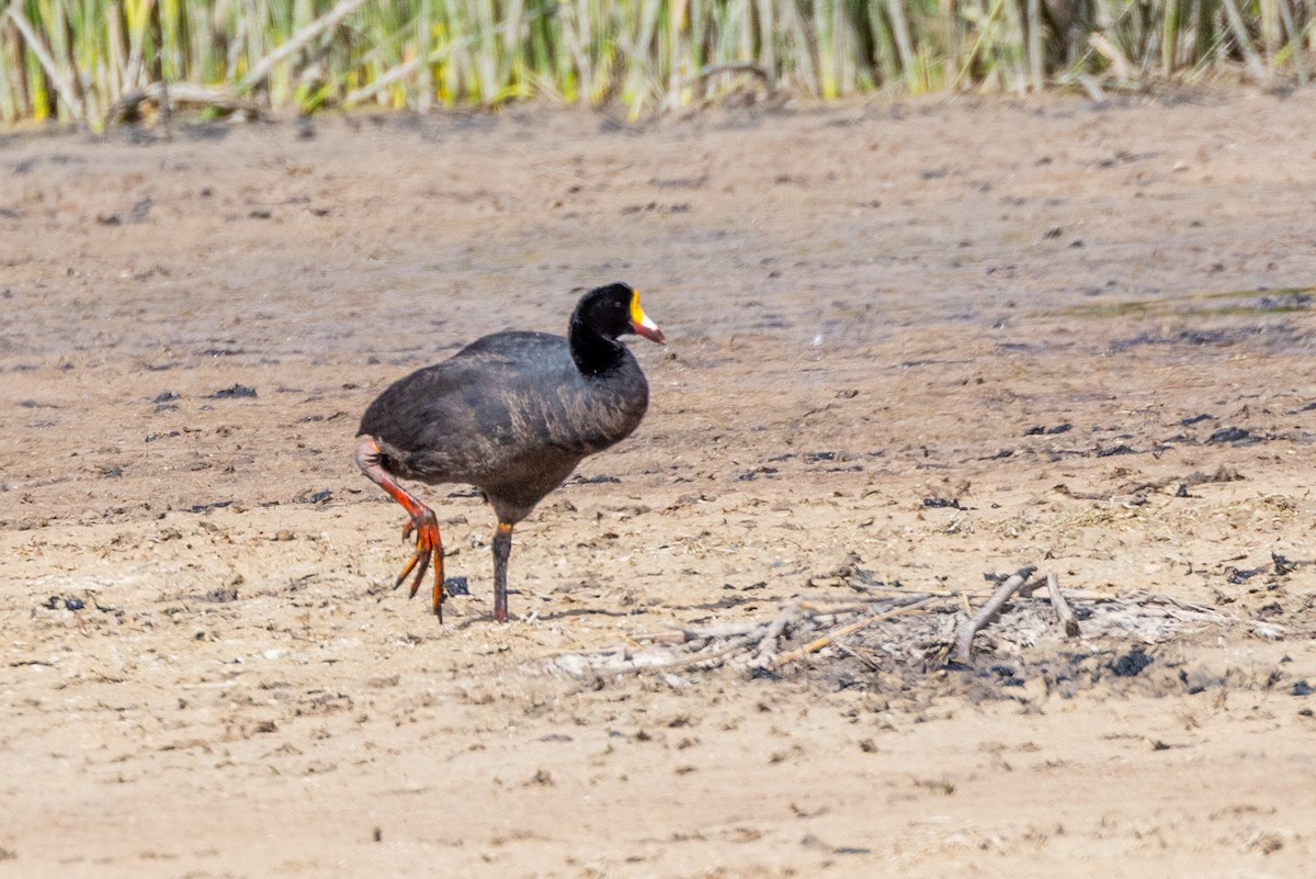 Giant Coot - ML614967282