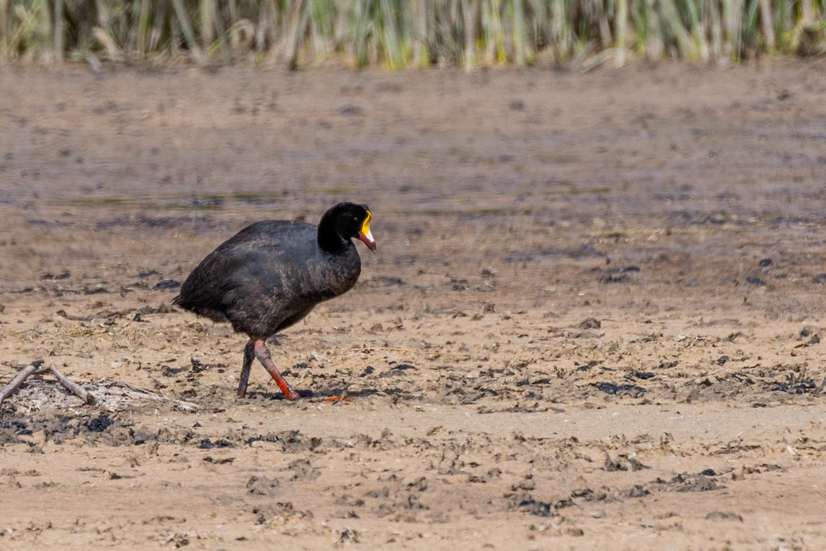 Giant Coot - ML614967283