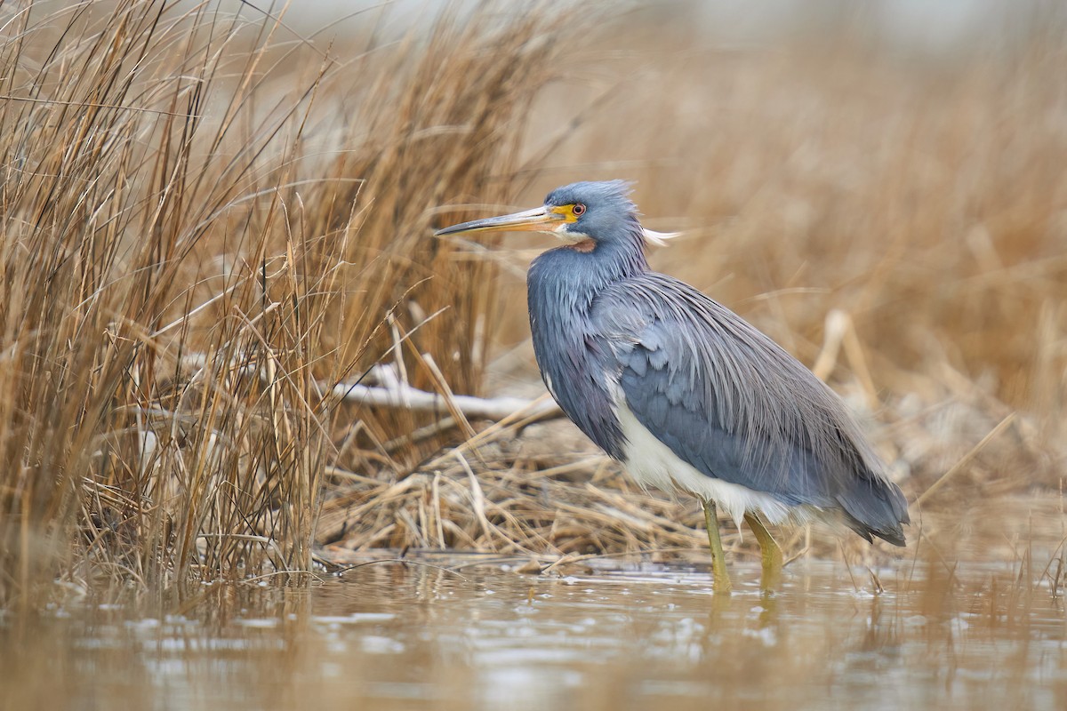 Tricolored Heron - ML614967284