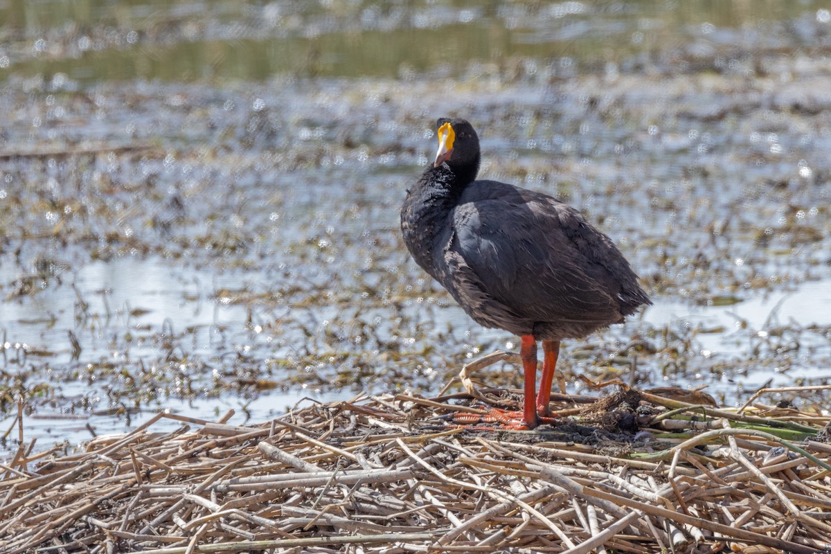 Giant Coot - ML614967345