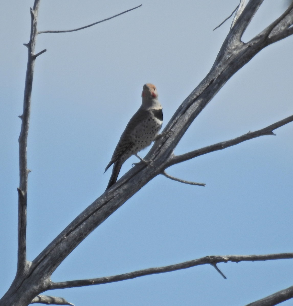 Northern/Gilded Flicker - ML614967359