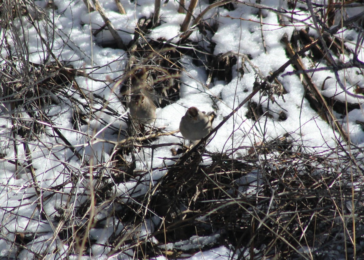 White-crowned Sparrow - Vicky Bonifacio