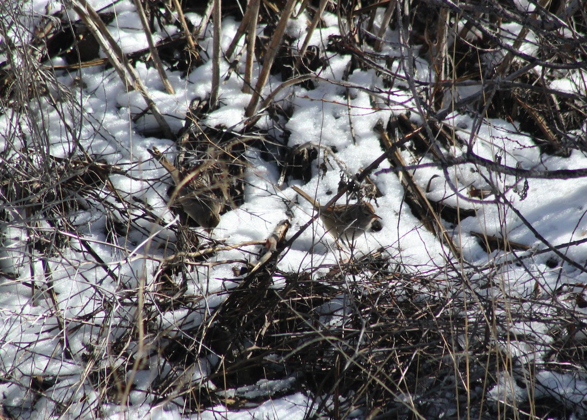 White-crowned Sparrow - Vicky Bonifacio