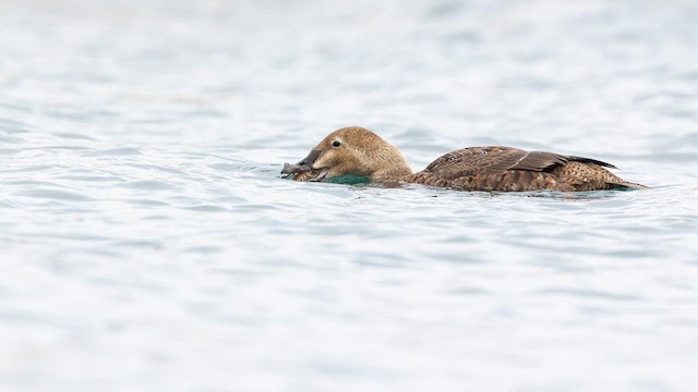 Eider à tête grise - ML614967420