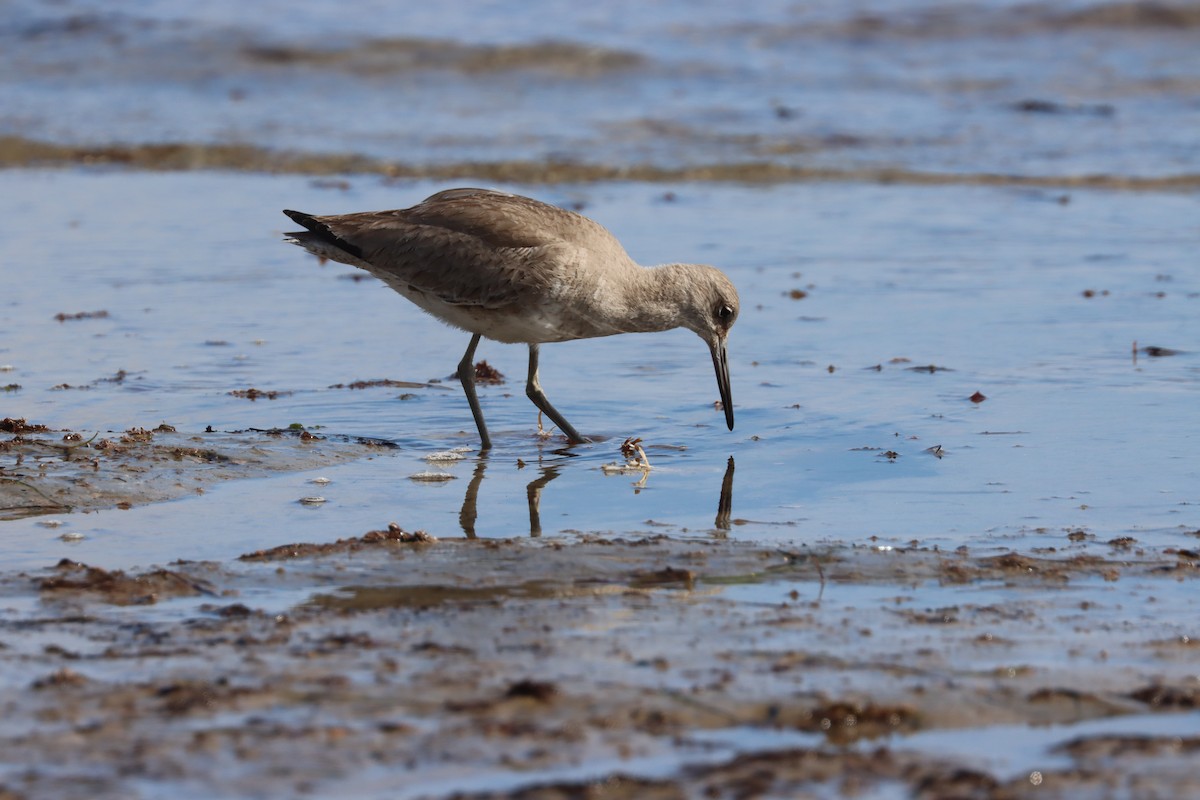 ハジロオオシギ - ML614967433