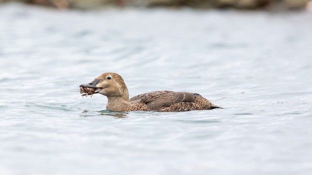 Eider à tête grise - ML614967474