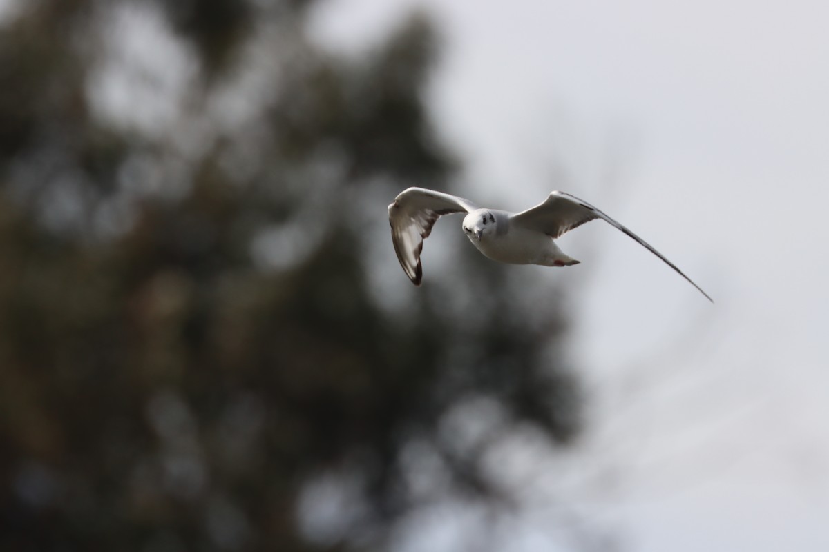 ボナパルトカモメ - ML614967487