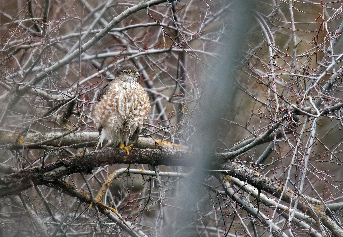 Sharp-shinned Hawk - Mary Bucy