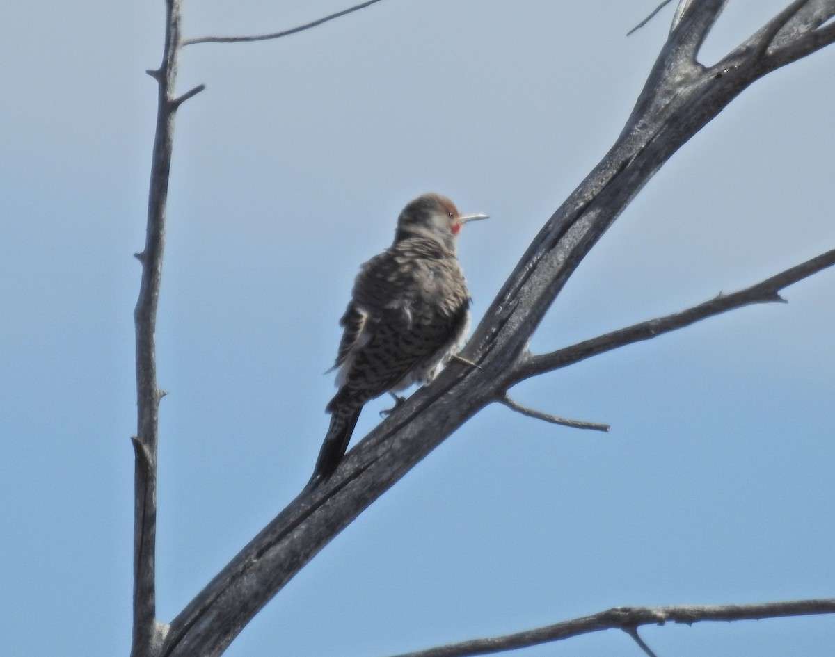 Northern/Gilded Flicker - ML614967500