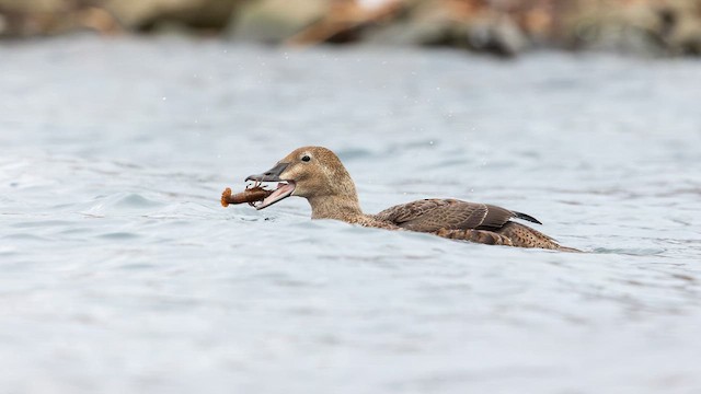 King Eider - ML614967501