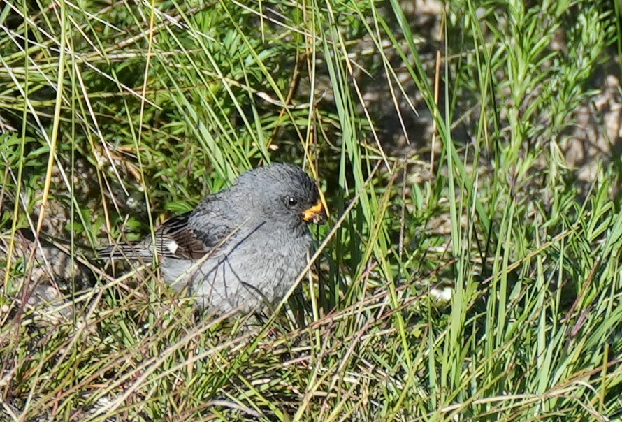 Band-tailed Seedeater - Jorge Blackhall