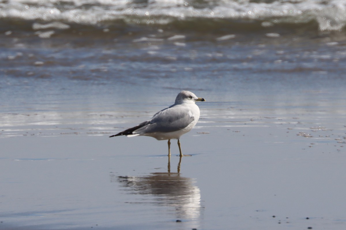 Gavina americana - ML614967553