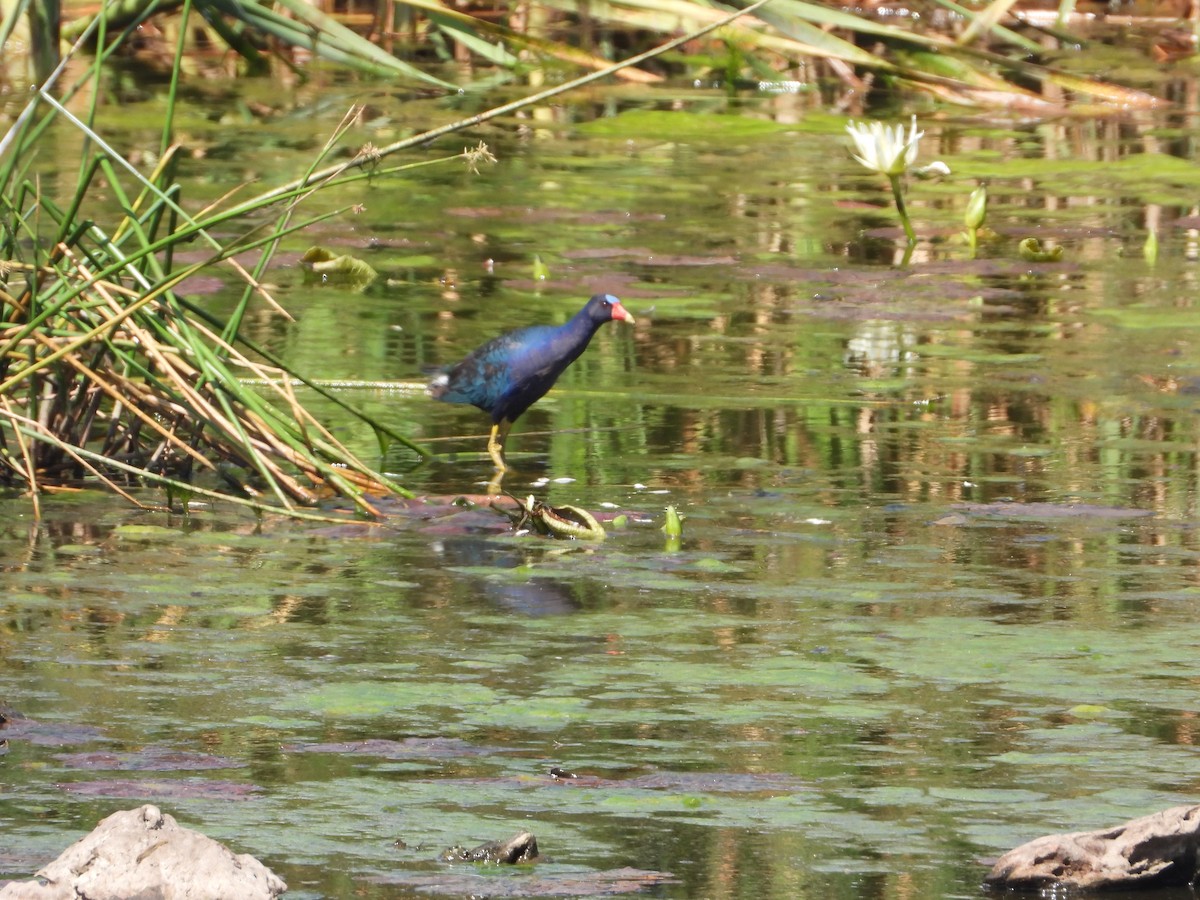 Purple Gallinule - ML614967583