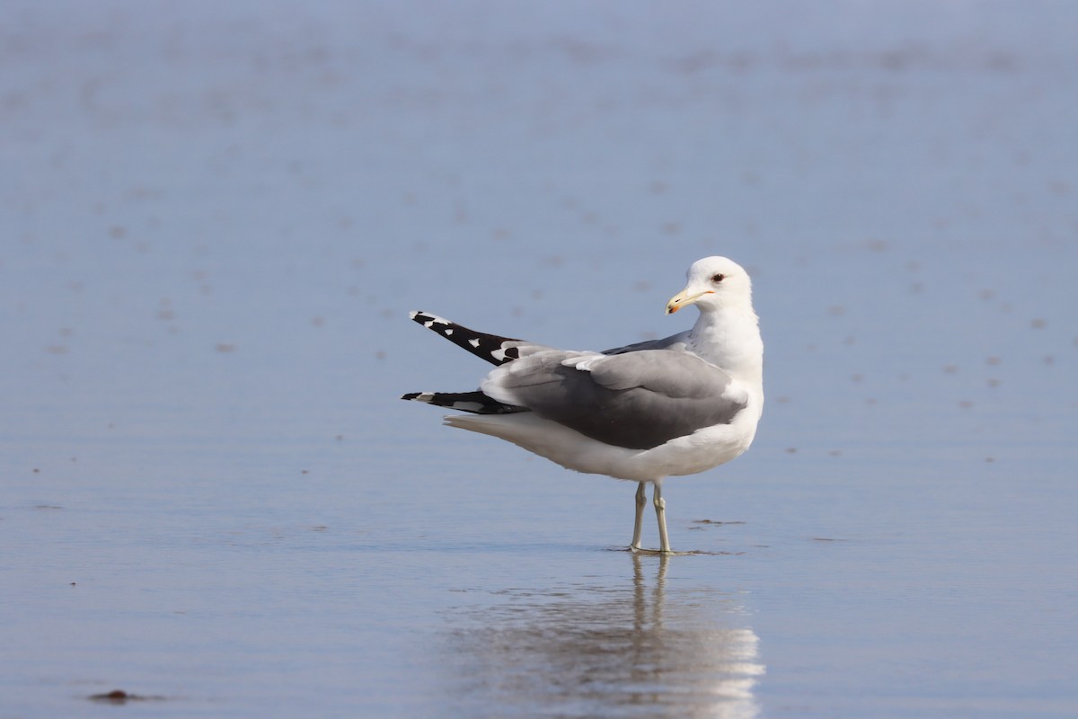 California Gull - Tom  Boucher