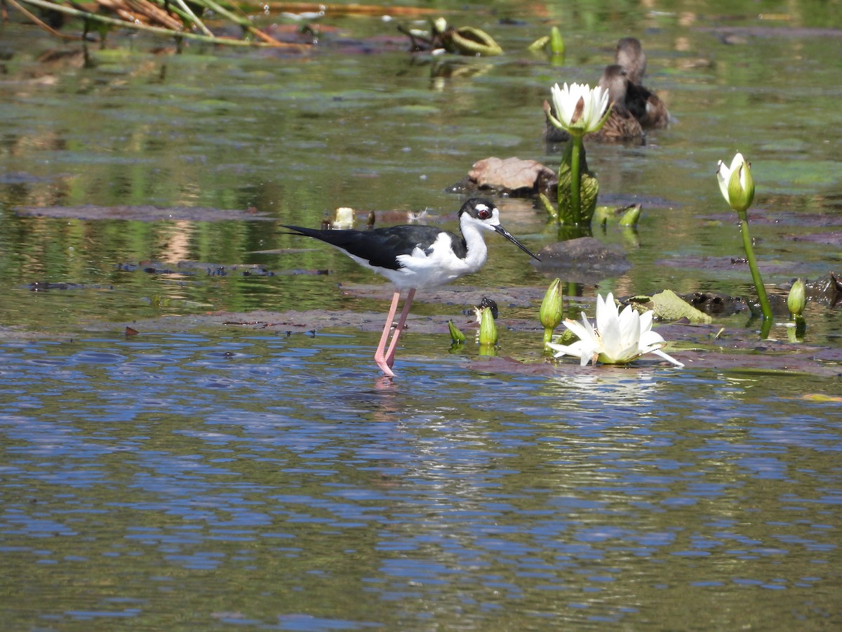 Black-necked Stilt - ML614967600