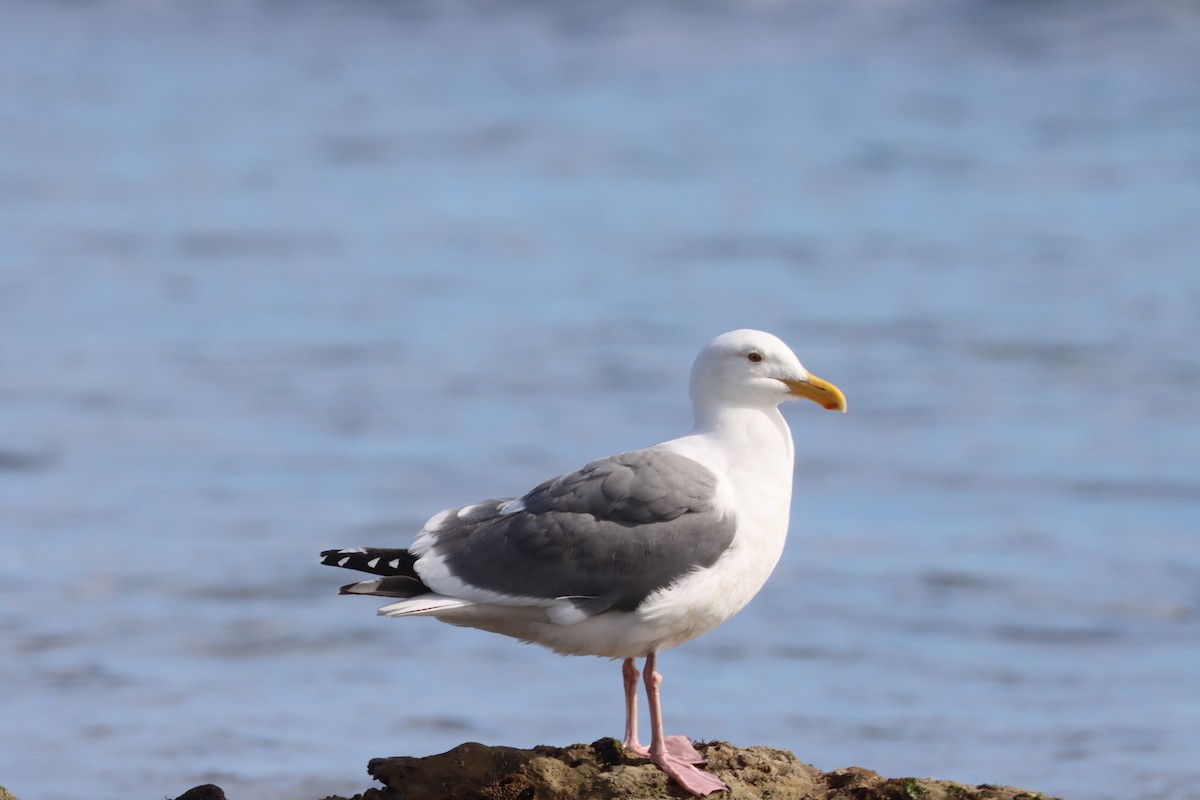 Western Gull - ML614967604