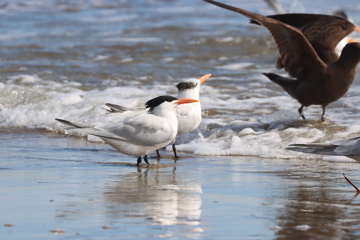 Royal Tern - ML614967620