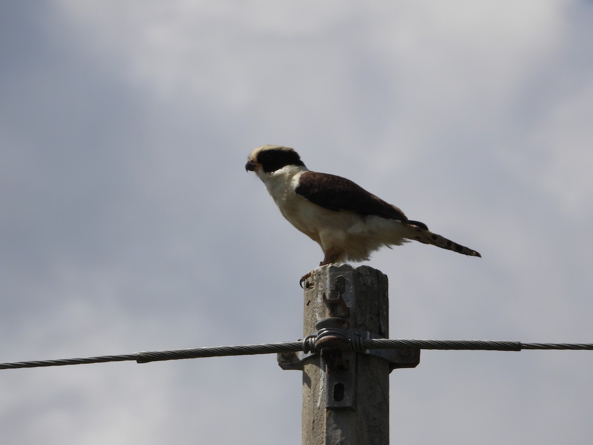 Laughing Falcon - ML614967627