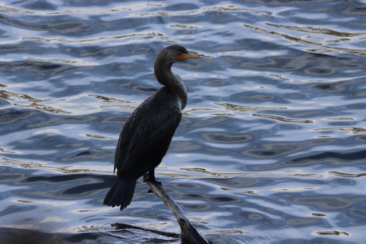 Double-crested Cormorant - ML614967633