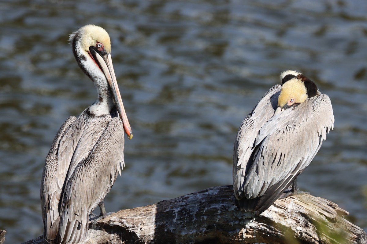 カッショクペリカン - ML614967643