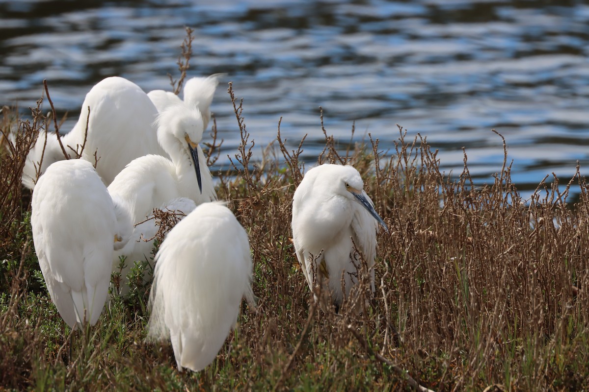 Snowy Egret - ML614967653