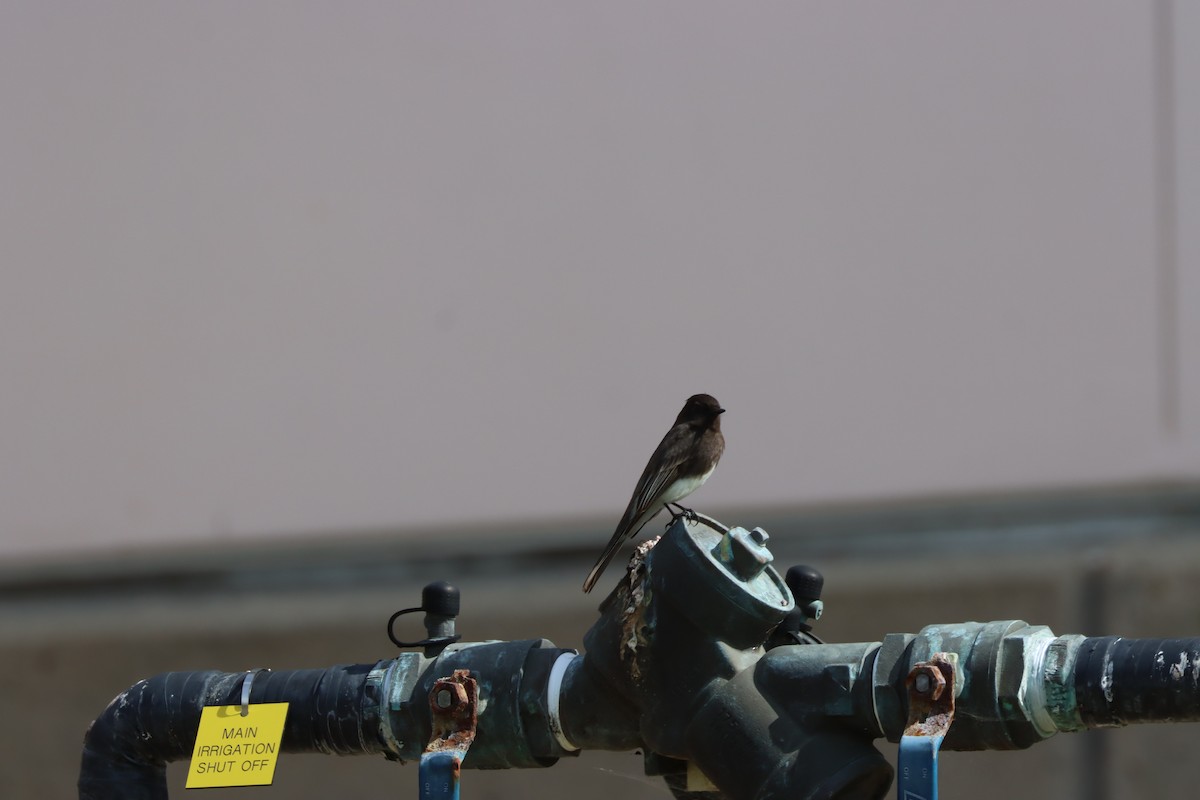 Black Phoebe - Tom  Boucher