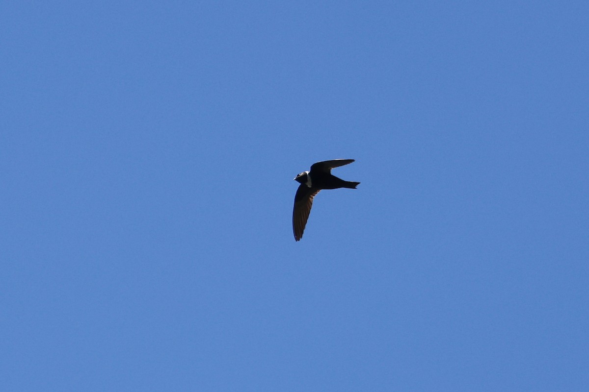 White-collared Swift - Denis Tétreault