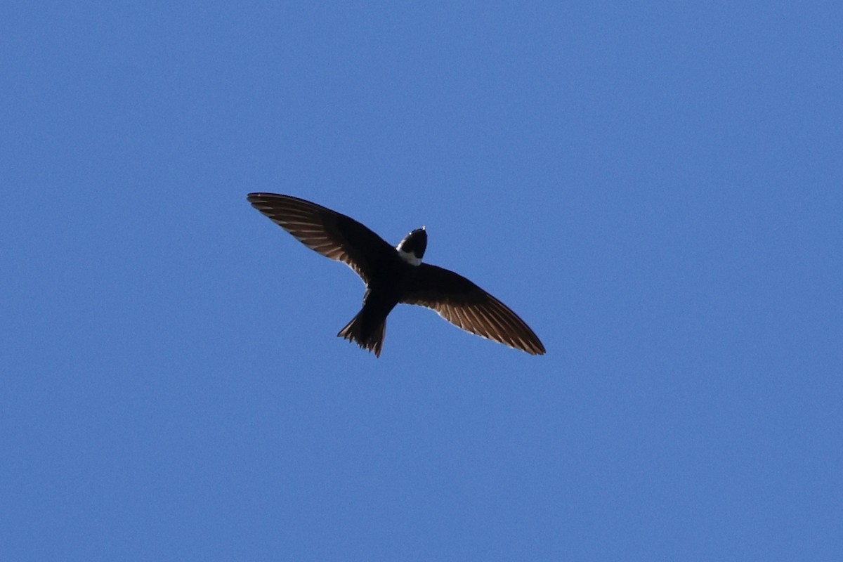 White-collared Swift - Denis Tétreault