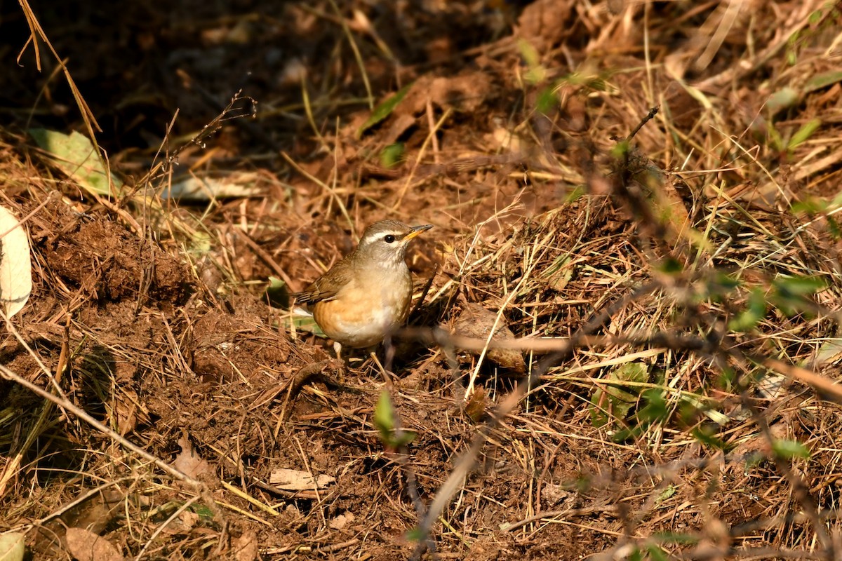 Eyebrowed Thrush - ML614967722