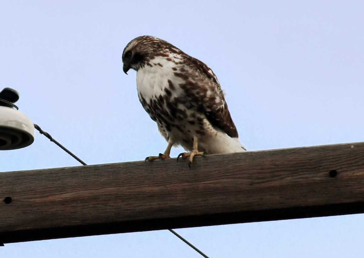 Red-tailed Hawk - ML614967744