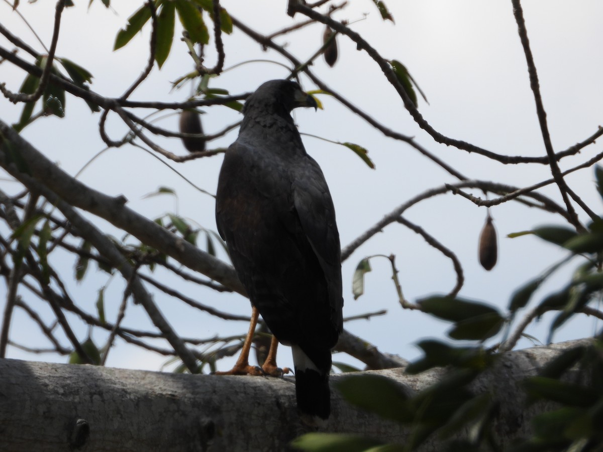 Common Black Hawk - José  Paz