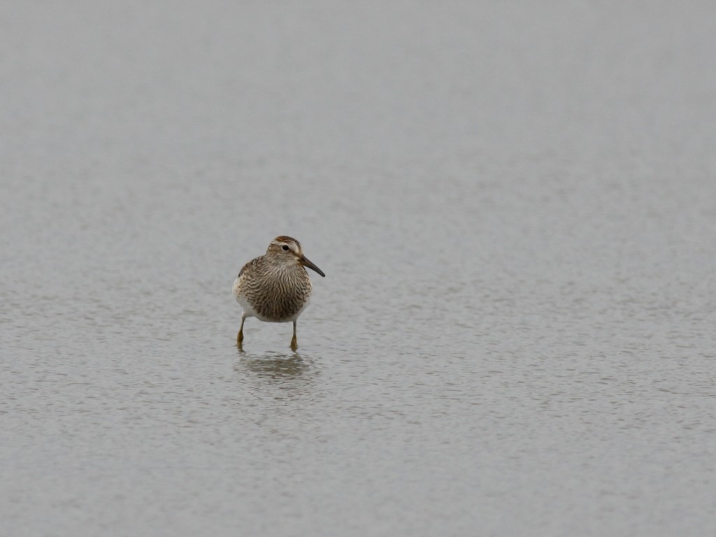 Pectoral Sandpiper - ML614967794