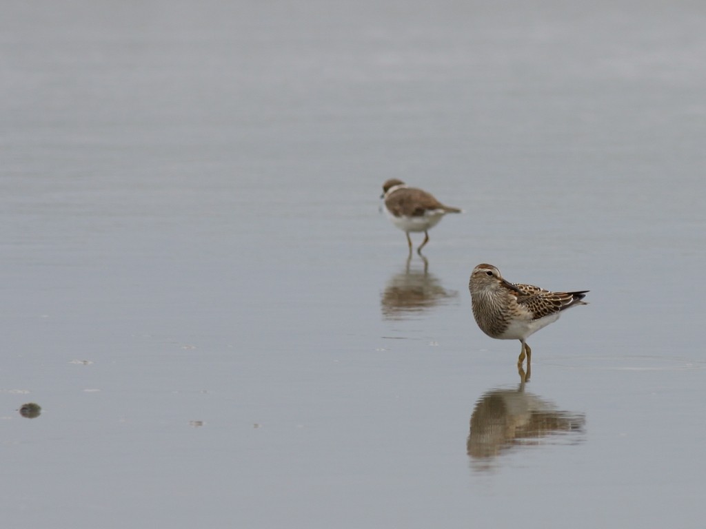 Pectoral Sandpiper - ML614967795