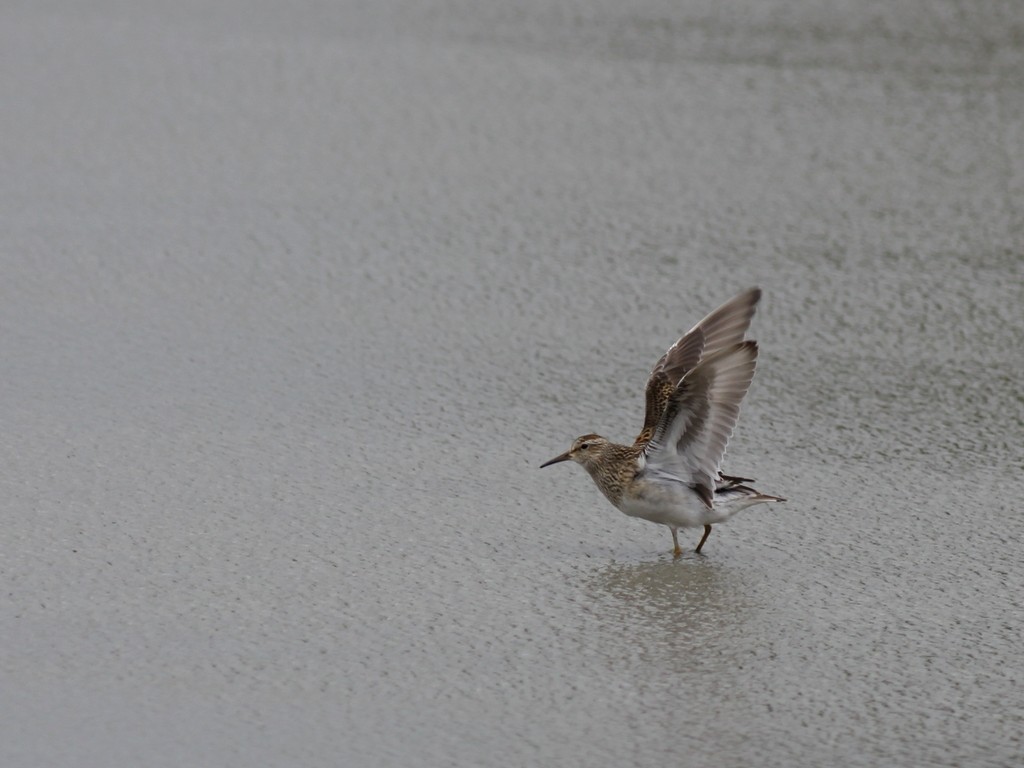 Pectoral Sandpiper - ML614967796