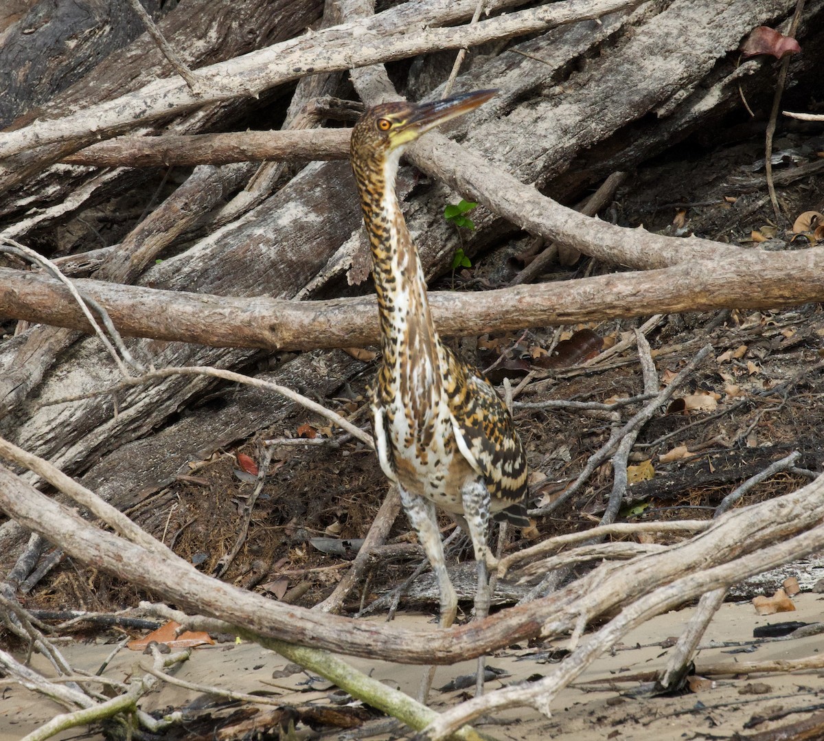 Rufescent Tiger-Heron - ML614967802