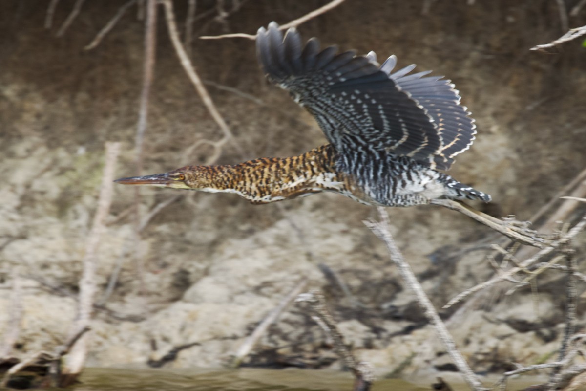 Rufescent Tiger-Heron - ML614967804