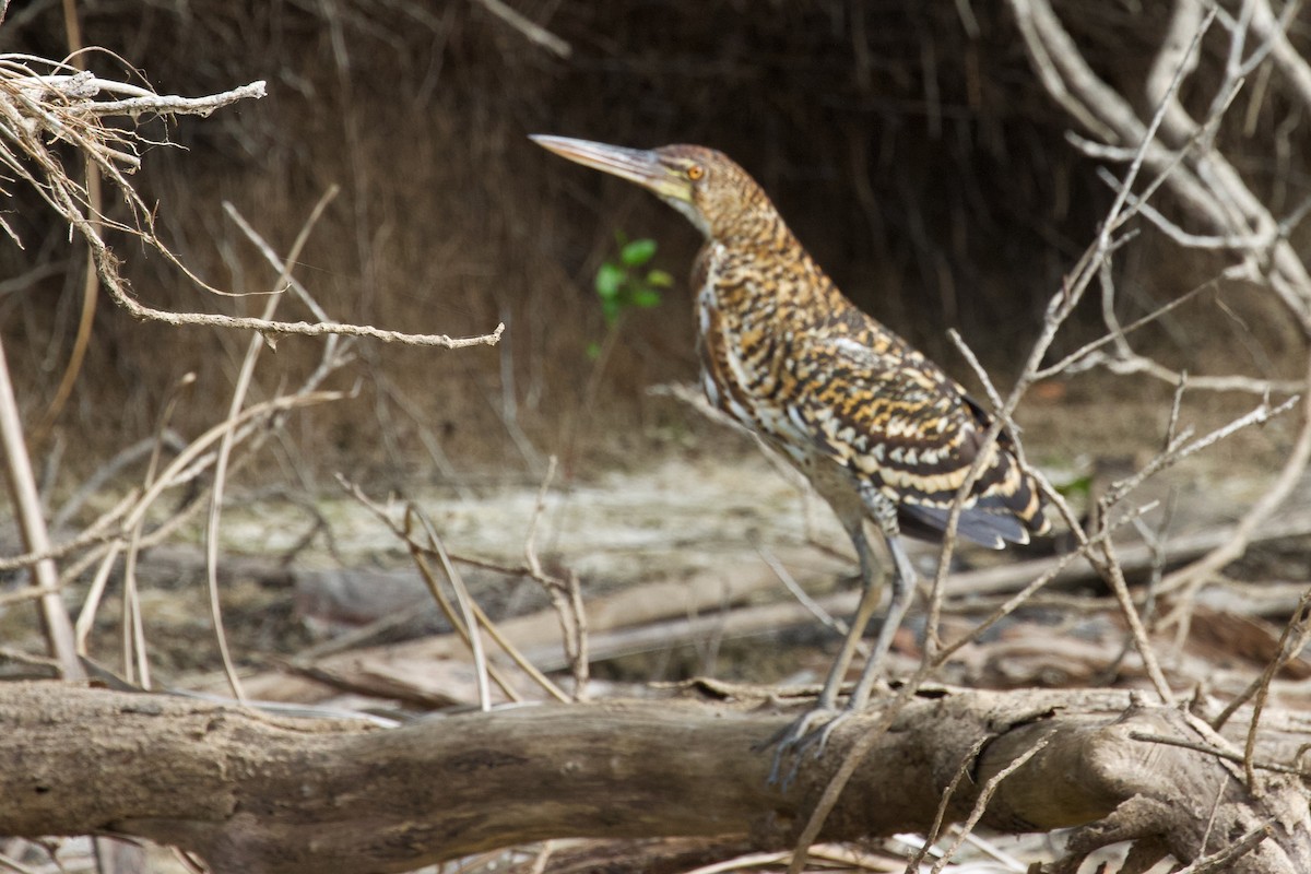 Rufescent Tiger-Heron - ML614967805