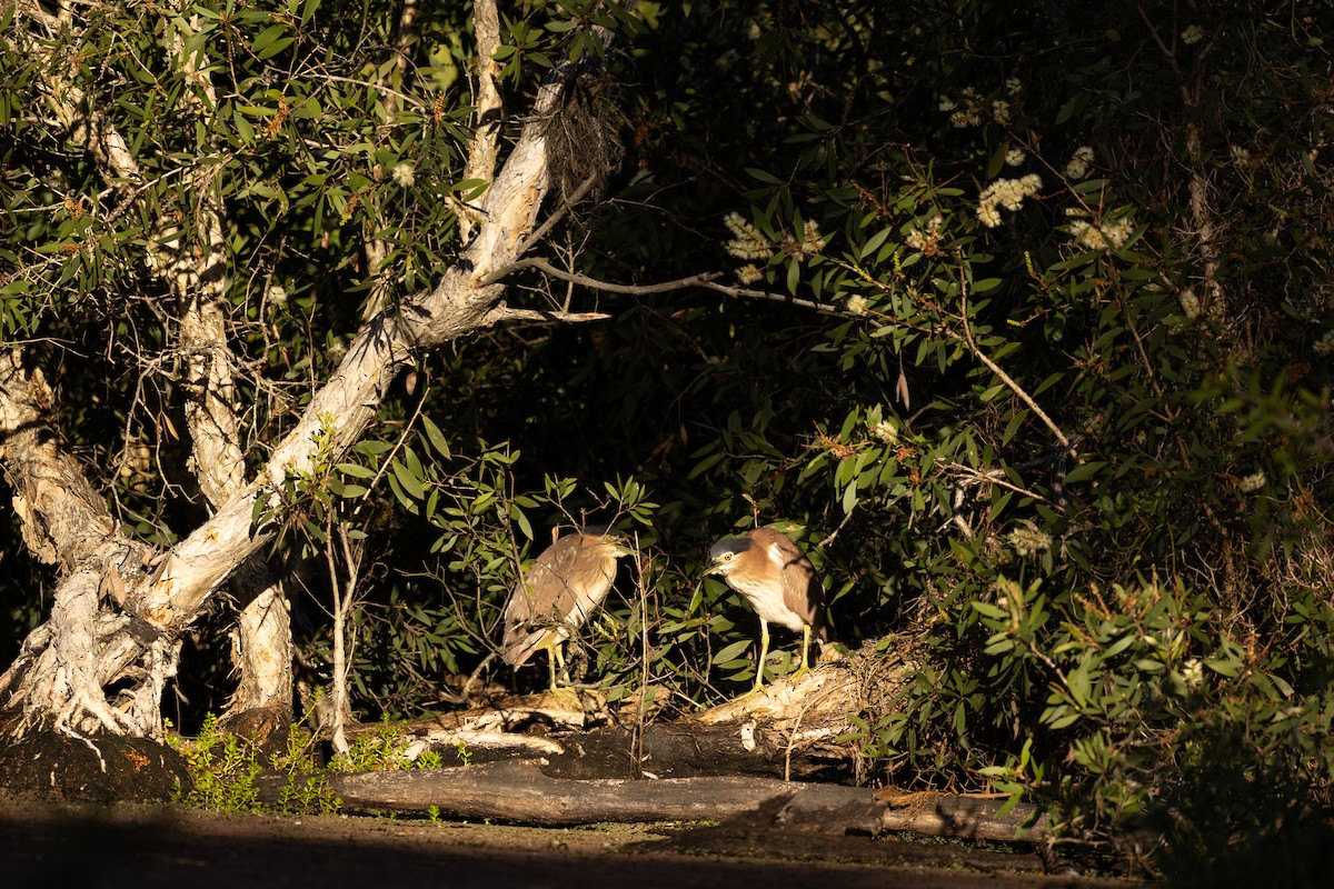 Nankeen Night Heron - ML614967820