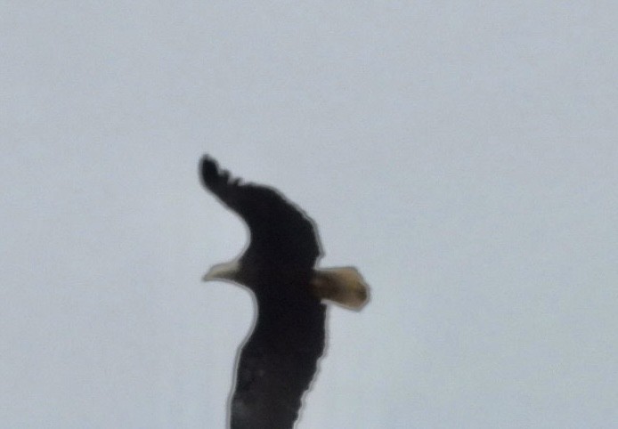 Bald Eagle - ML614967873