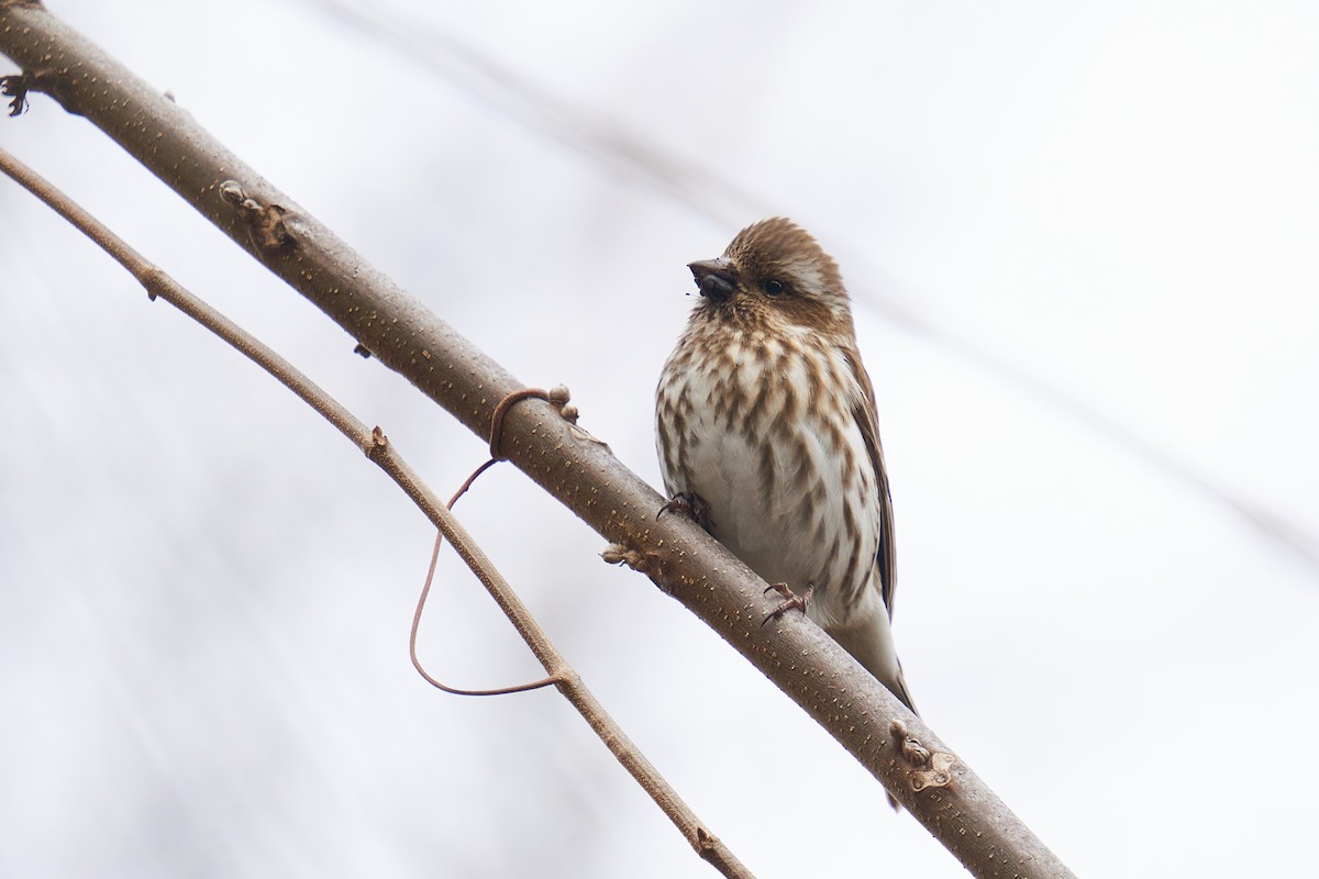 Purple Finch - ML614967956