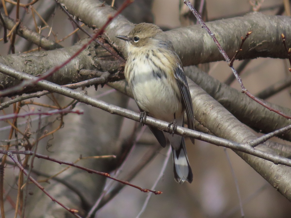 Yellow-rumped Warbler - ML614967967