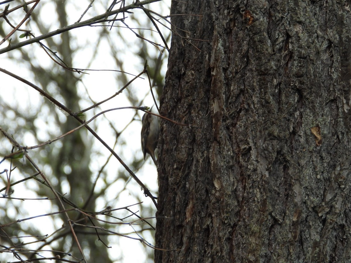 Brown Creeper - Roee Astor