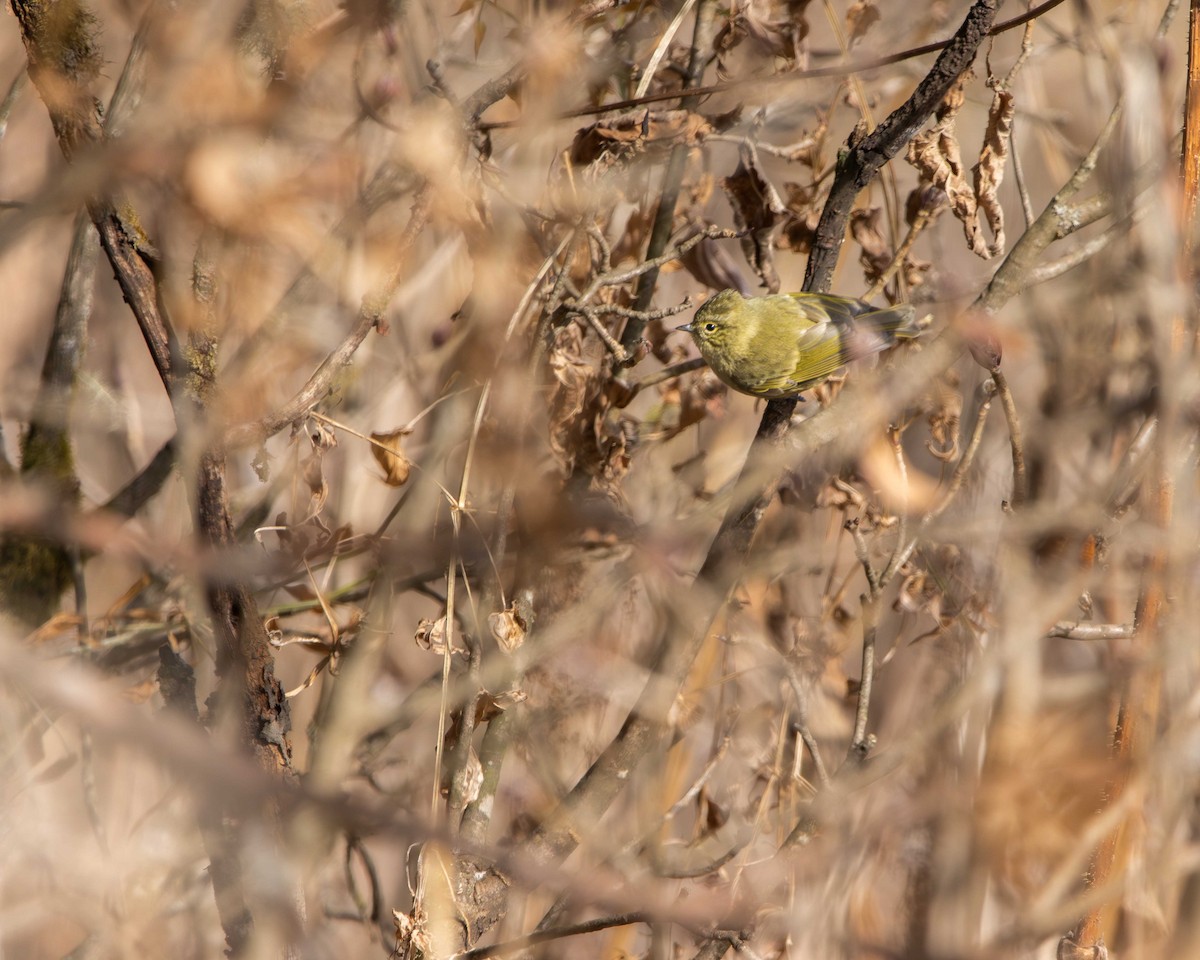 Yellow-browed Tit - ML614968021