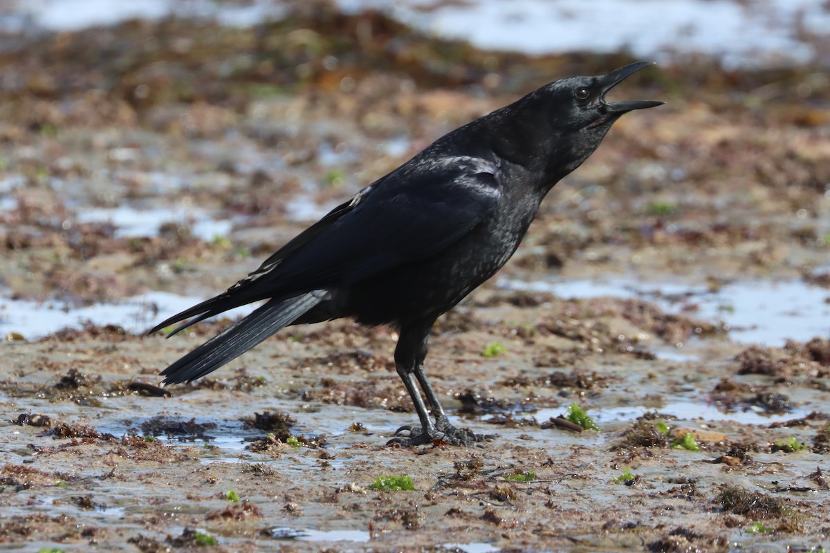 アメリカガラス - ML614968025