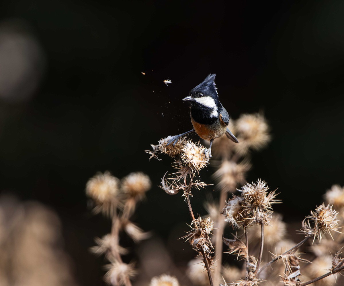 Rufous-vented Tit - ML614968038