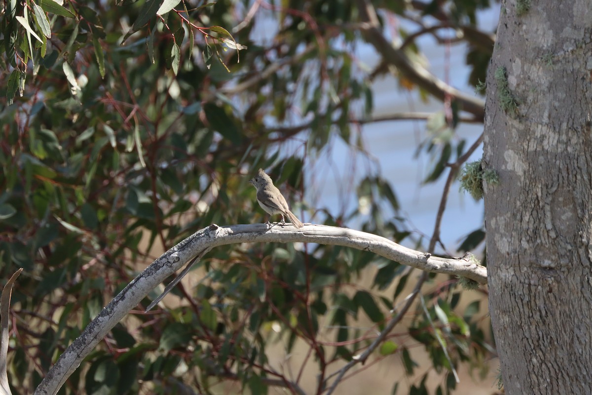 ハイエボシガラ - ML614968060