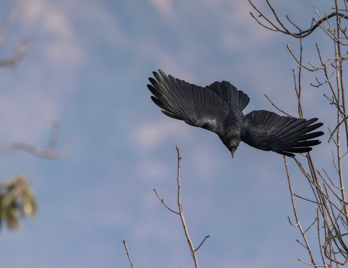 Large-billed Crow - ML614968065