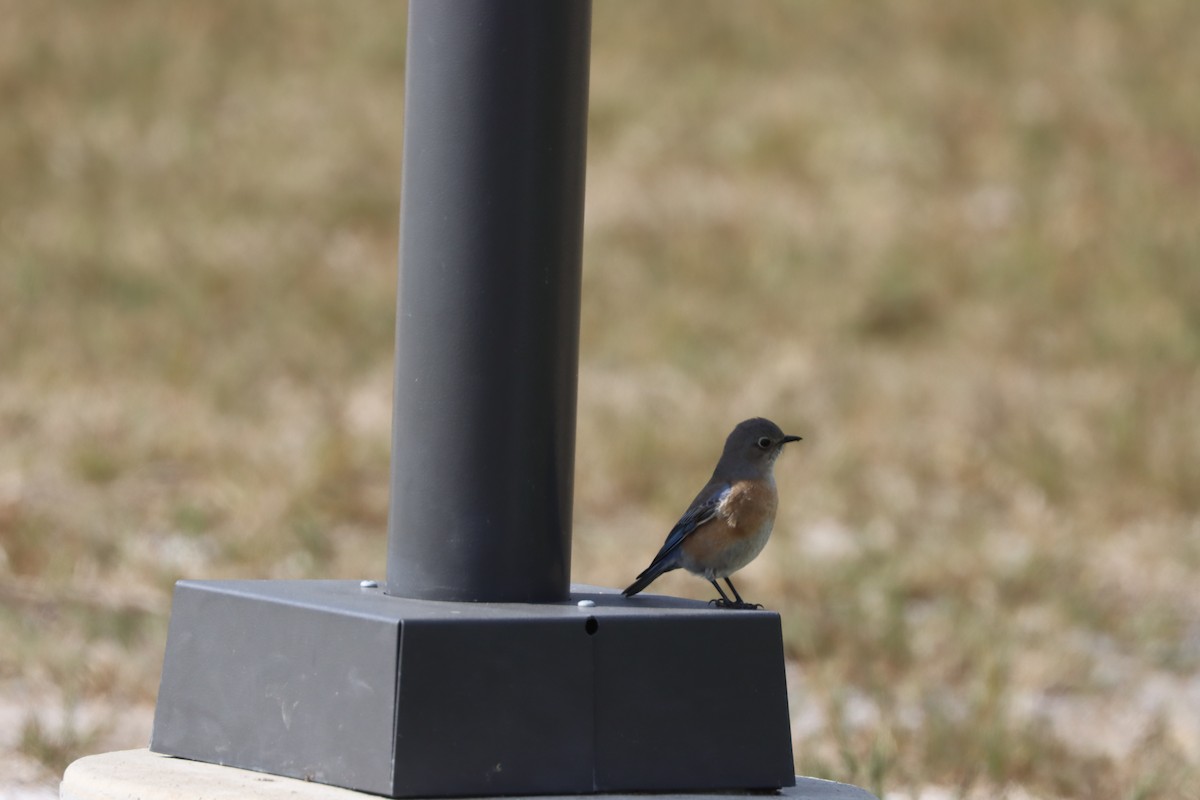Western Bluebird - ML614968074